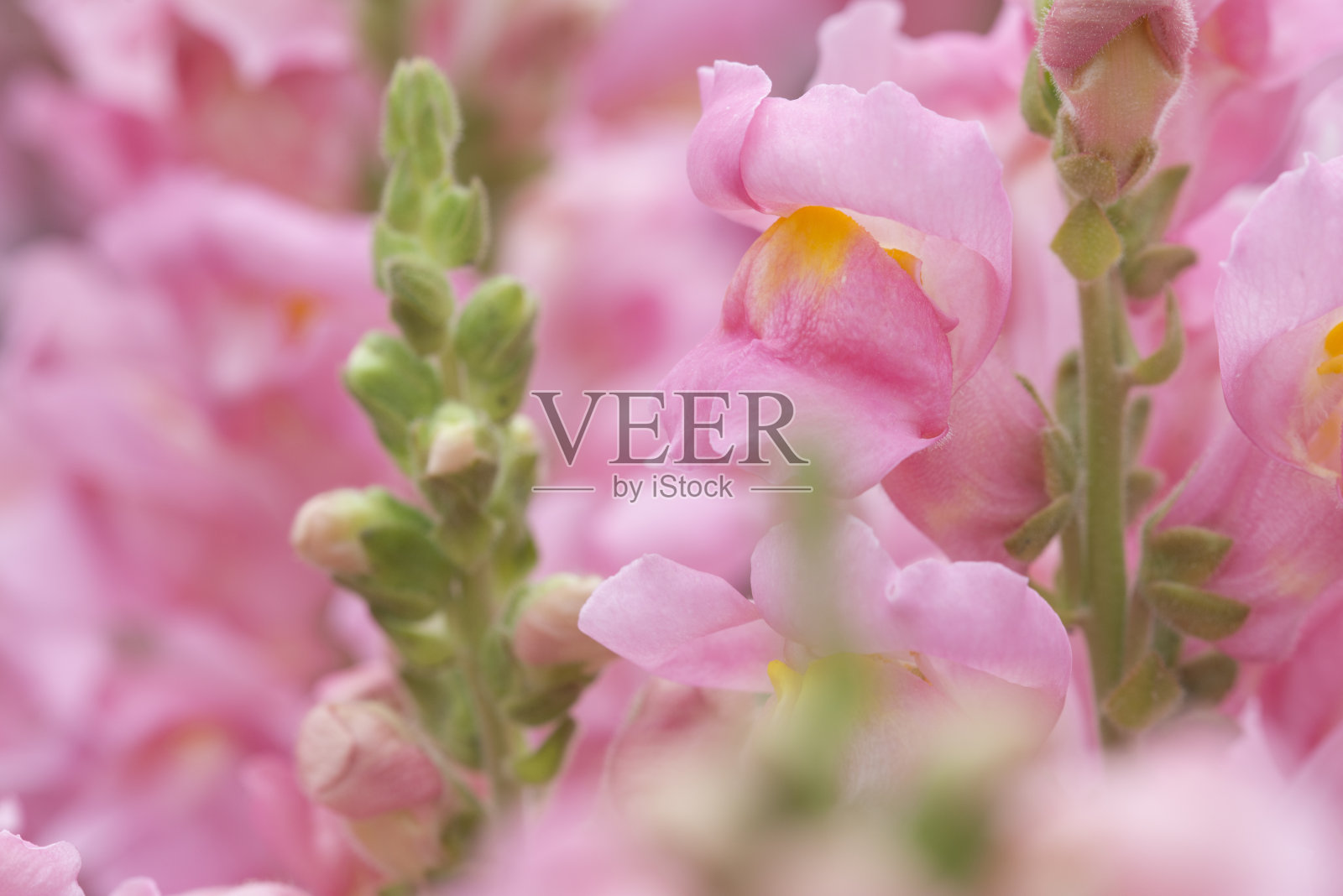 粉红色金鱼草在宏照片摄影图片