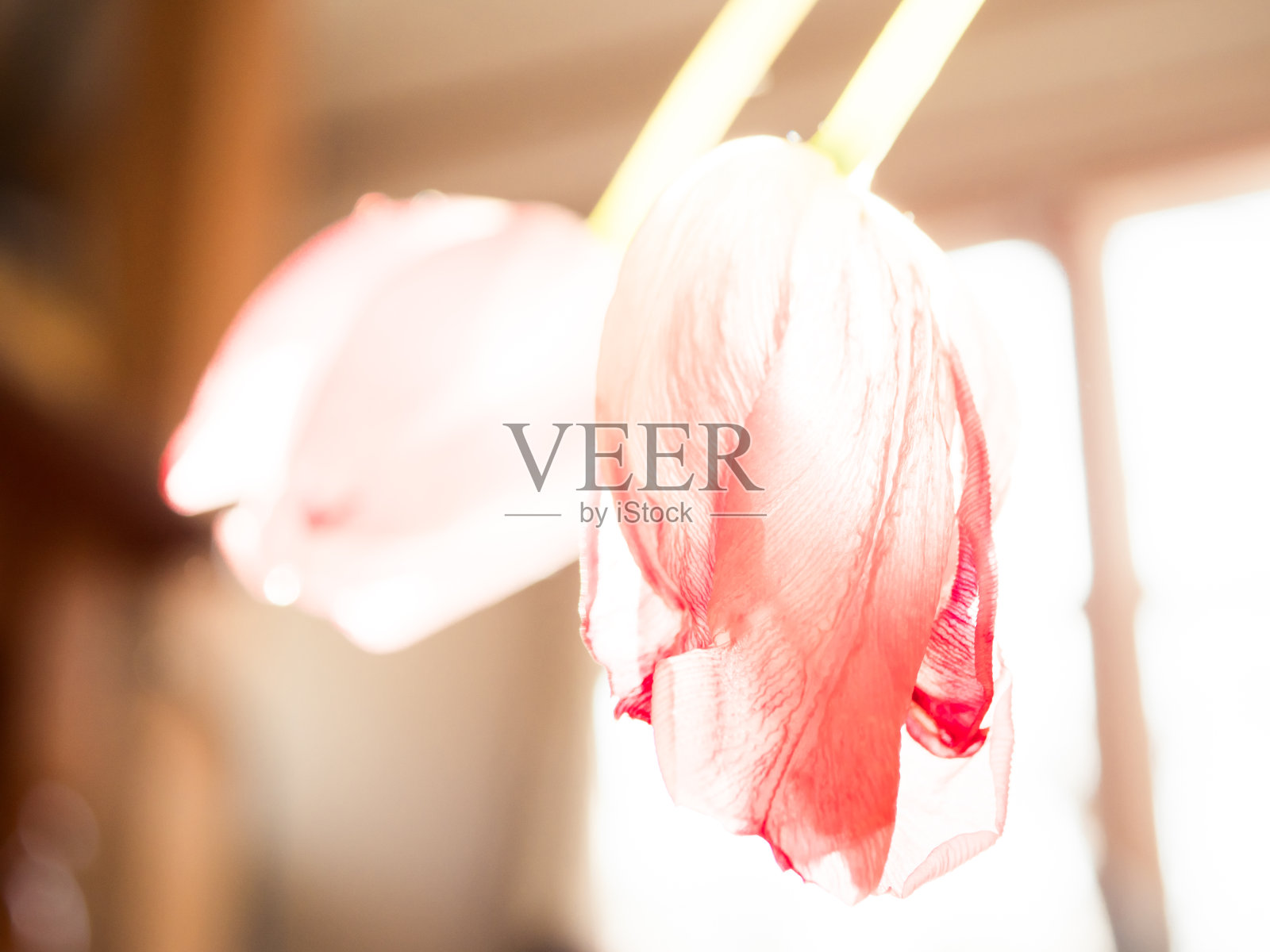 枯萎的郁金香照片摄影图片