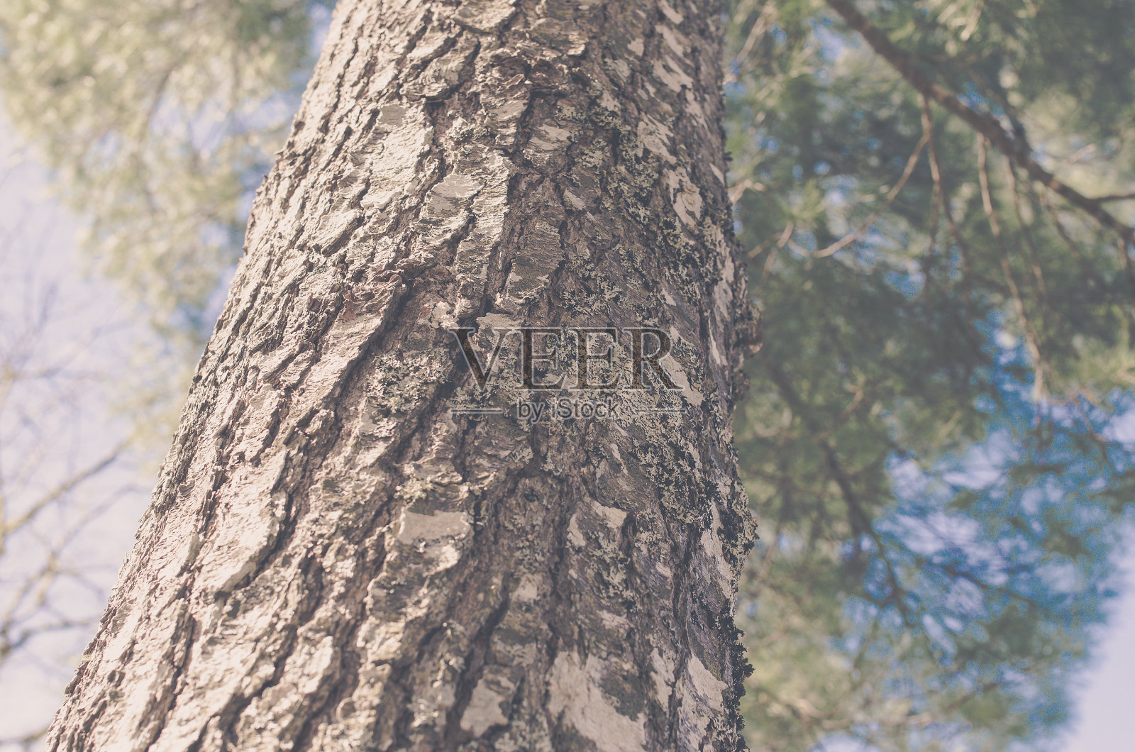 高大的树。照片摄影图片