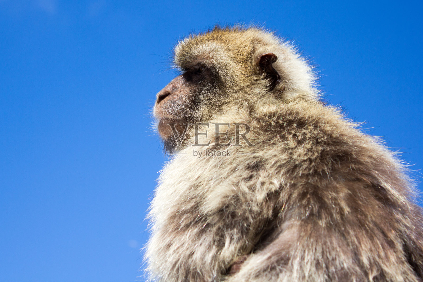 直布罗陀的孤独照片摄影图片