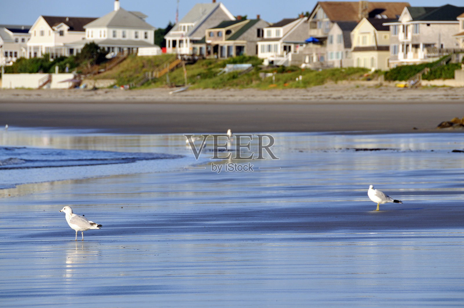 清晨，海鸥在海滩上工作照片摄影图片