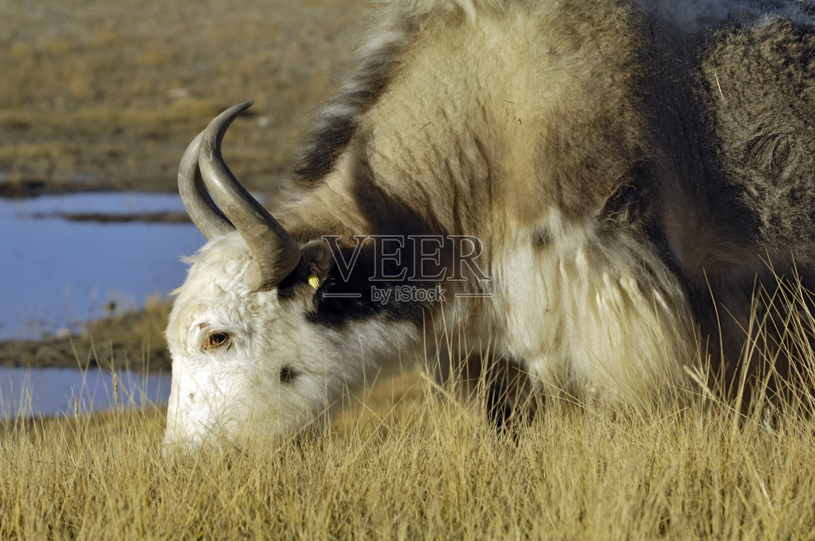 是西藏牦牛照片摄影图片