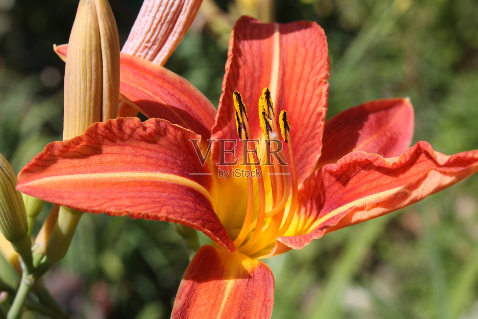 莉莉照片摄影图片