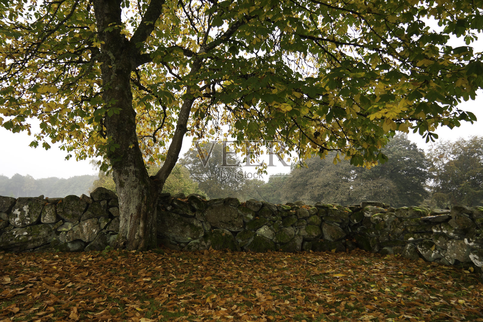 秋天的树照片摄影图片