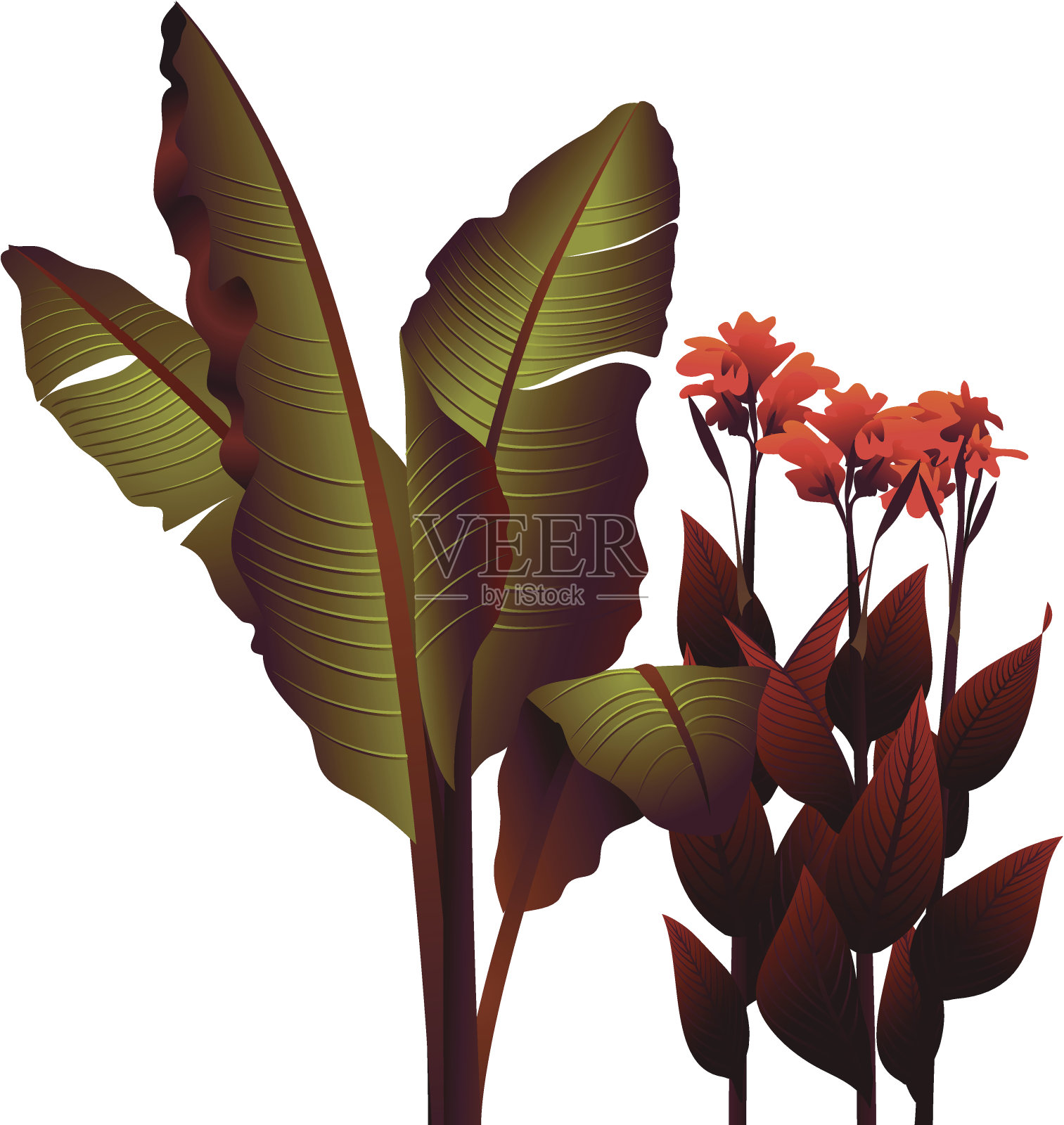 cannas,香蕉插画图片素材