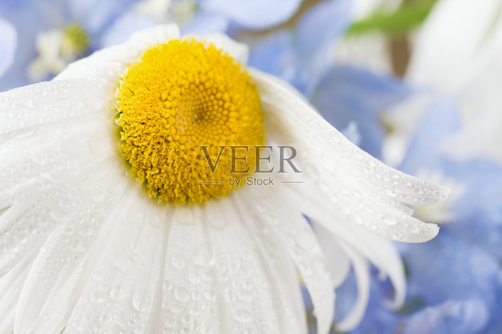 沙士达山黛西照片摄影图片