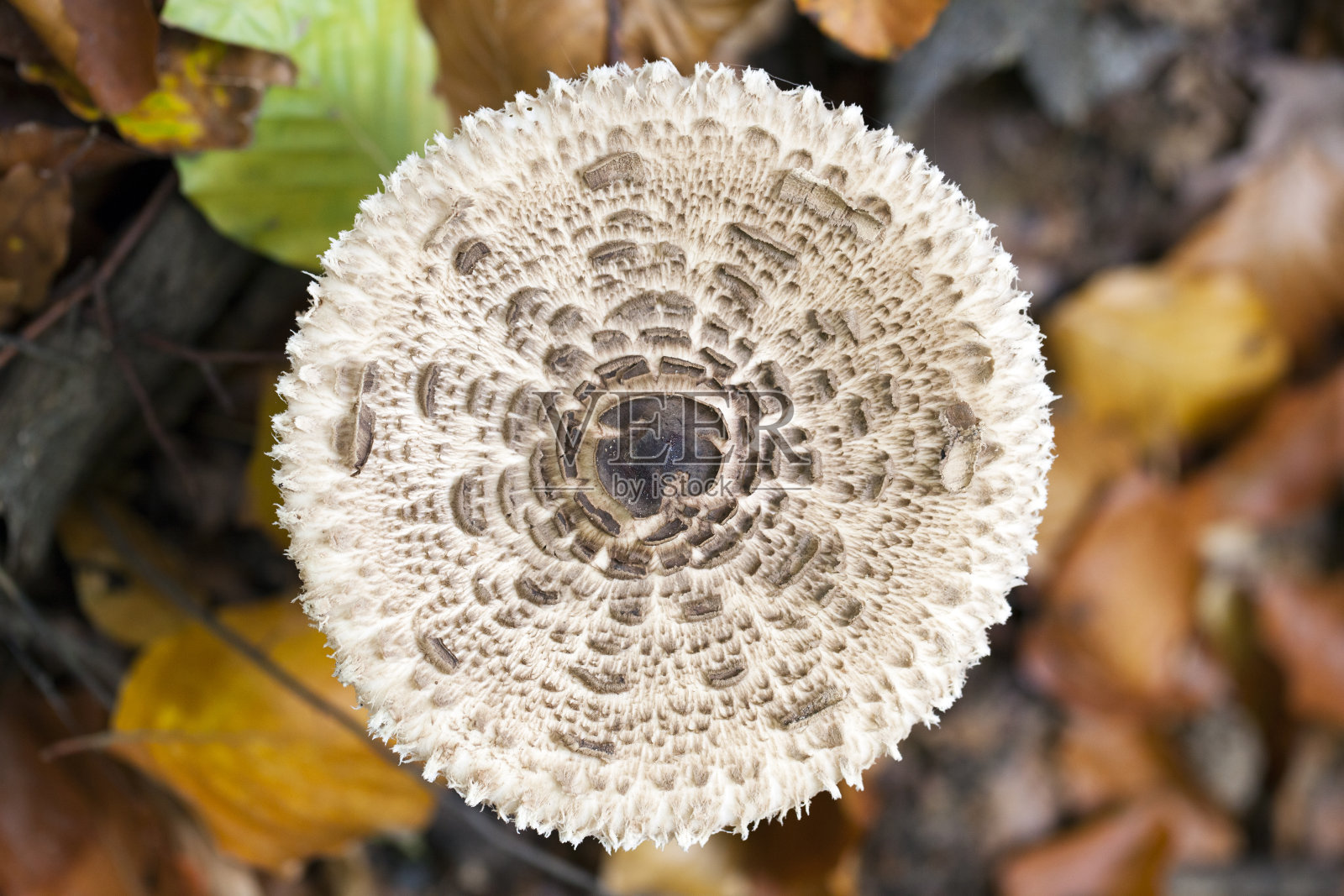 蘑菇的特写照片摄影图片