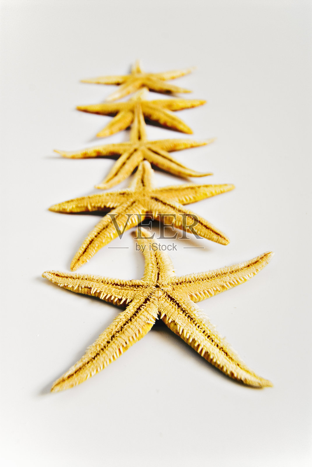 海星在拖!照片摄影图片