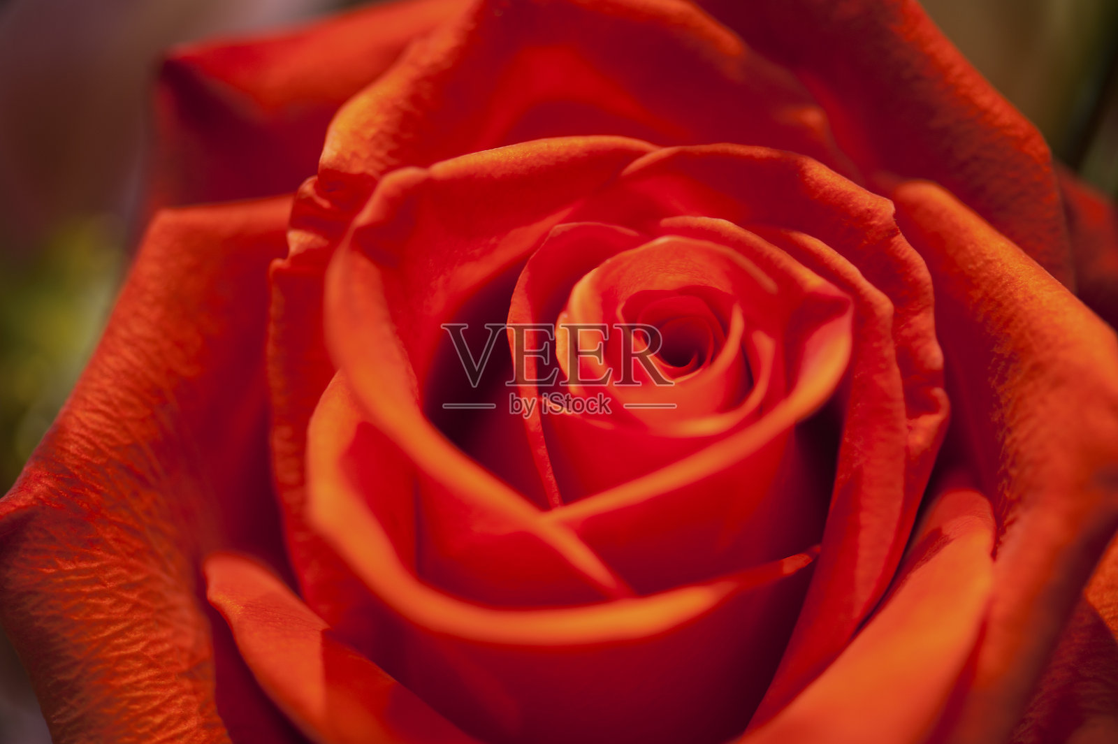 如玫瑰般甜美照片摄影图片