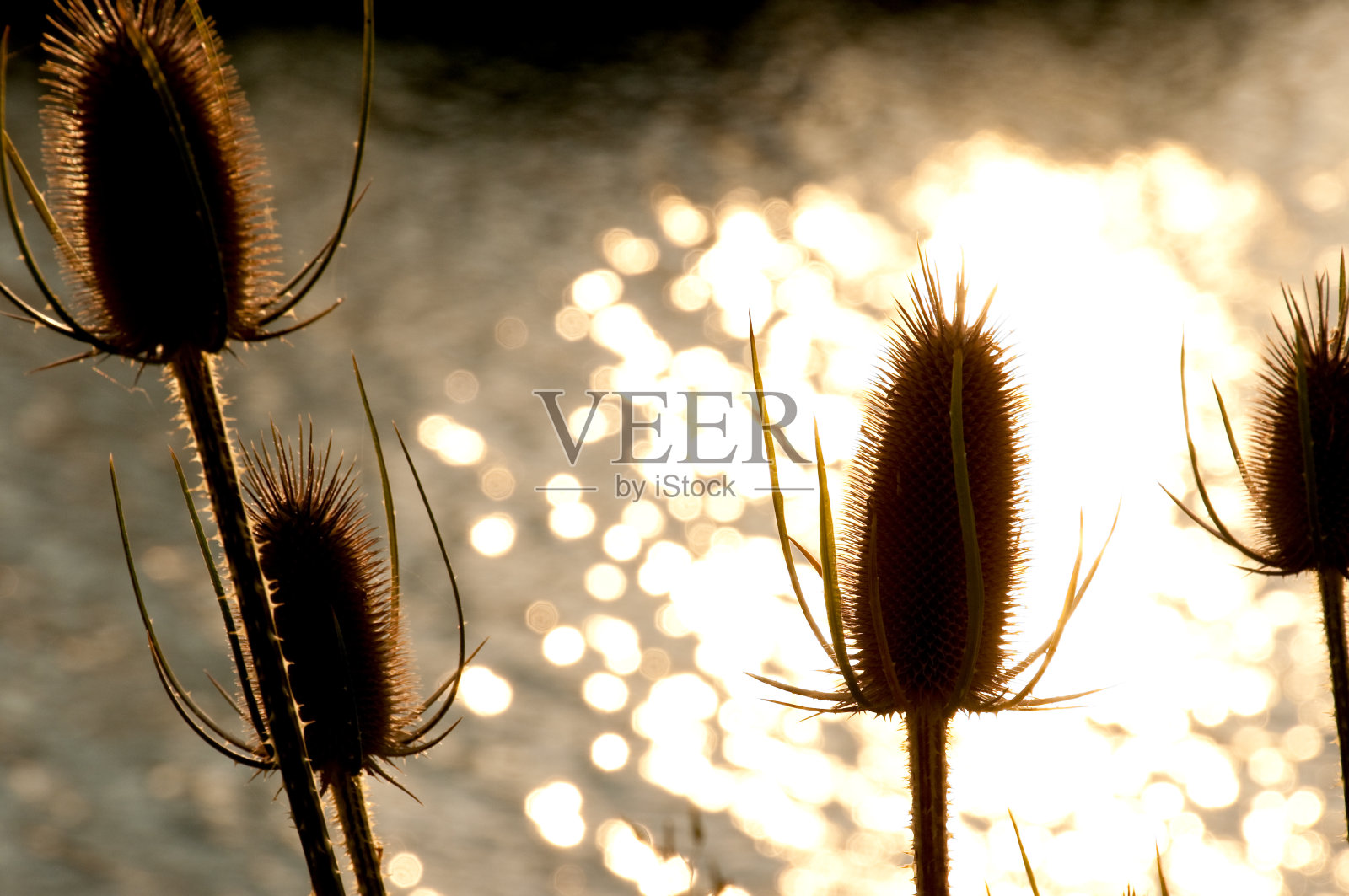 蓟照片摄影图片