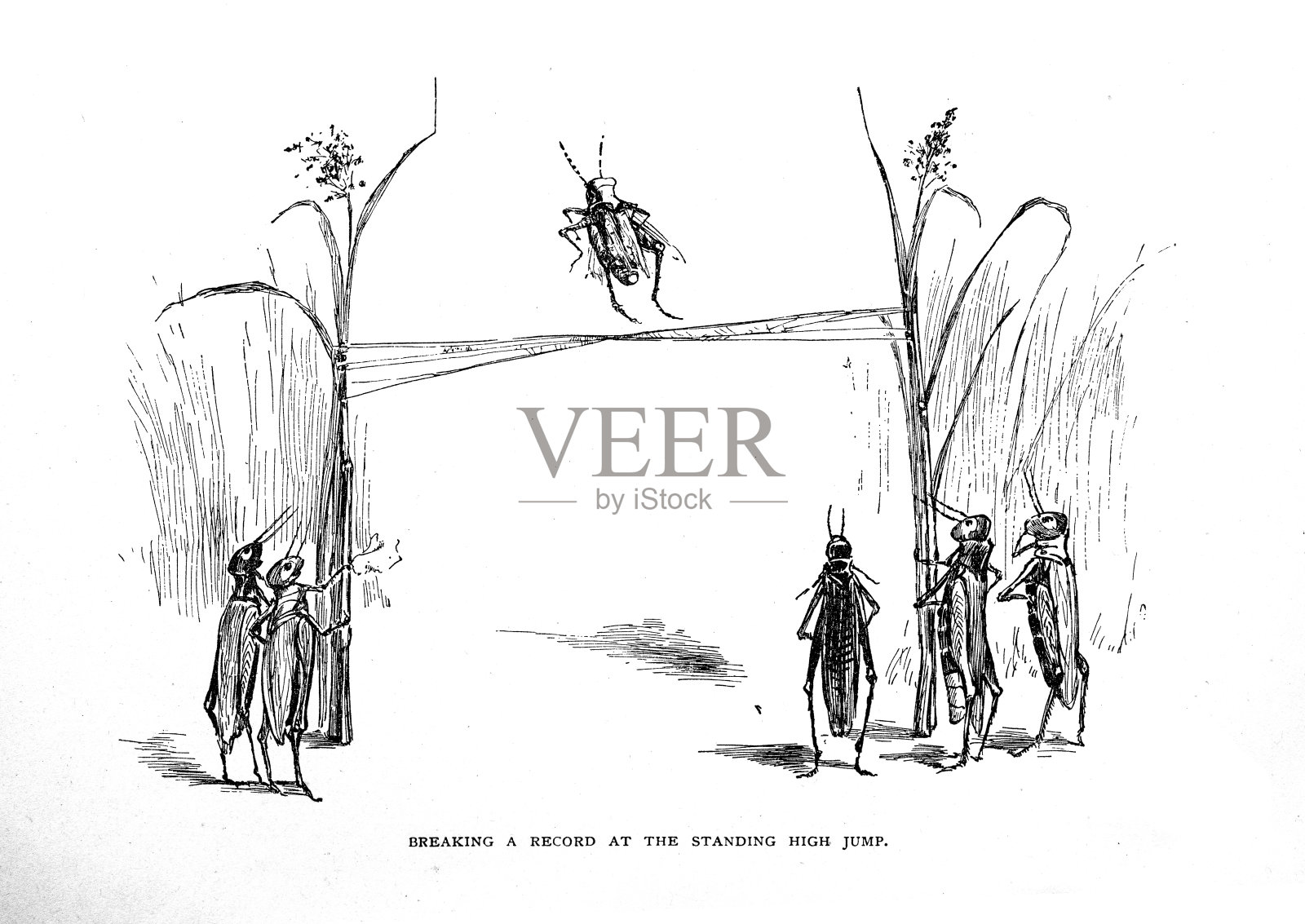 蚱蜢跳高记录插画图片素材