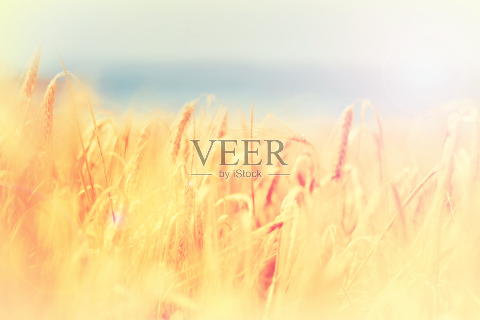 金色的收获-背景照片摄影图片