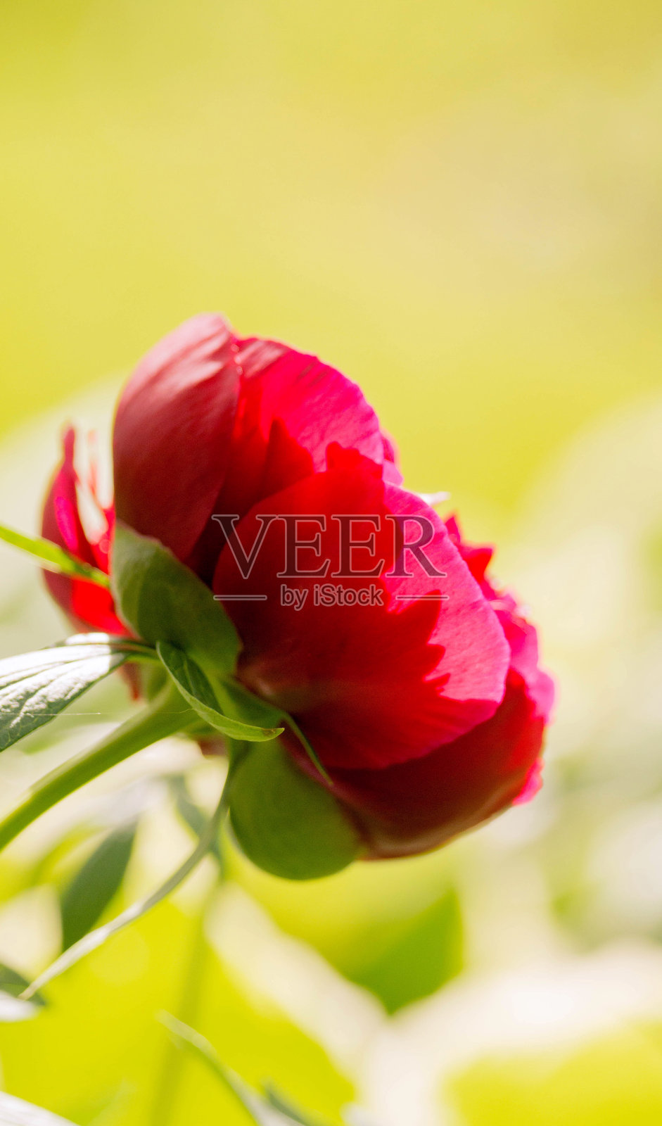 在明亮的绿色背景上旋转照片摄影图片