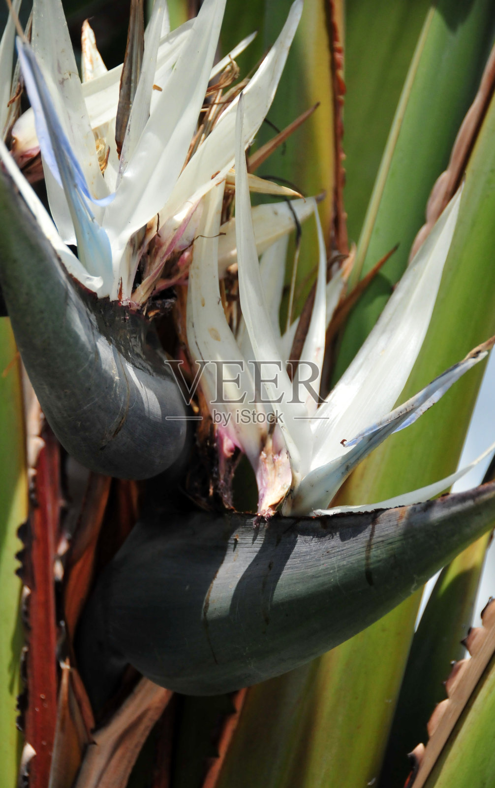 天堂花的大白鸟——斯特莱茨照片摄影图片