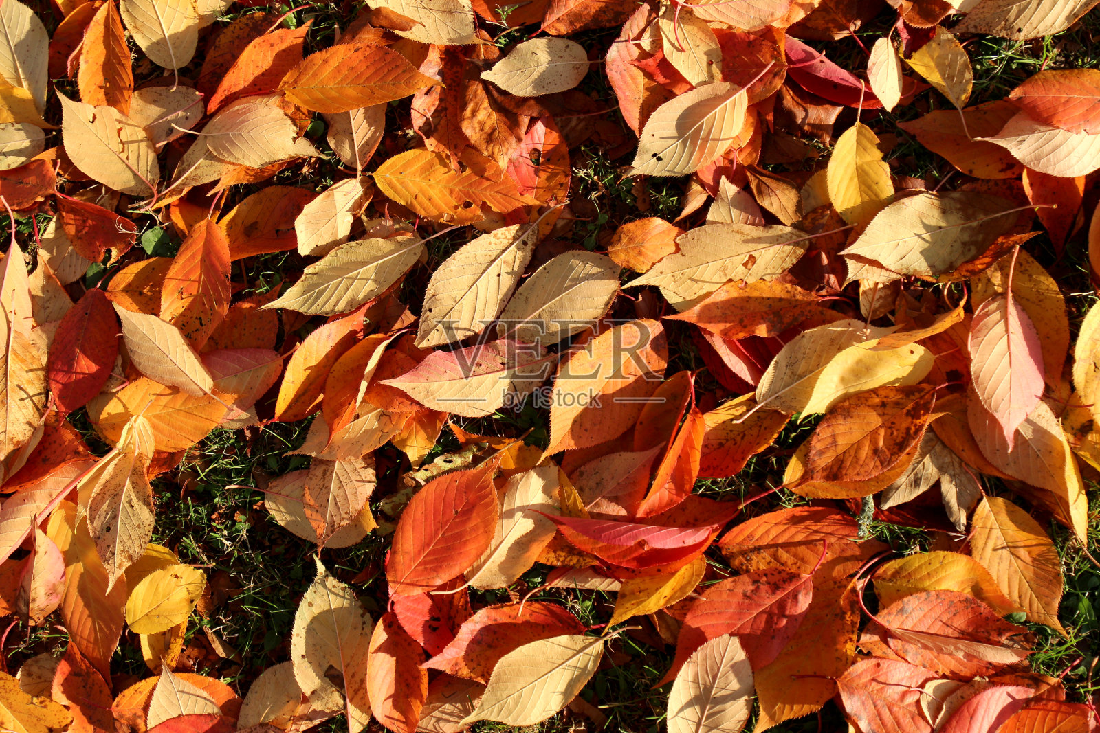 秋天的彩色树叶照片摄影图片