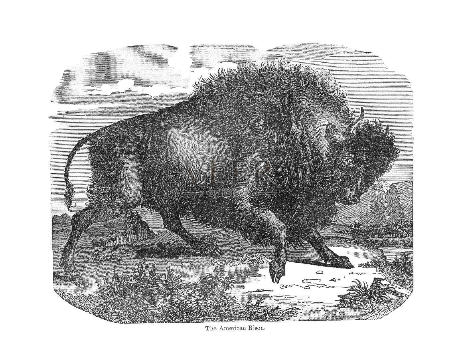 美国野牛历史版画设计元素图片