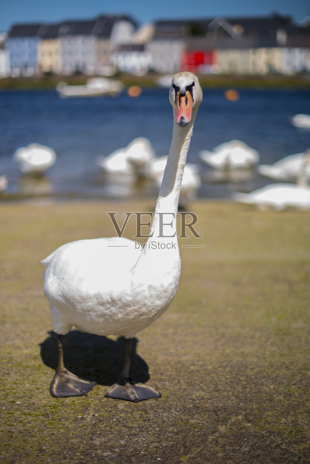 戈尔韦市的哑巴天鹅。照片摄影图片