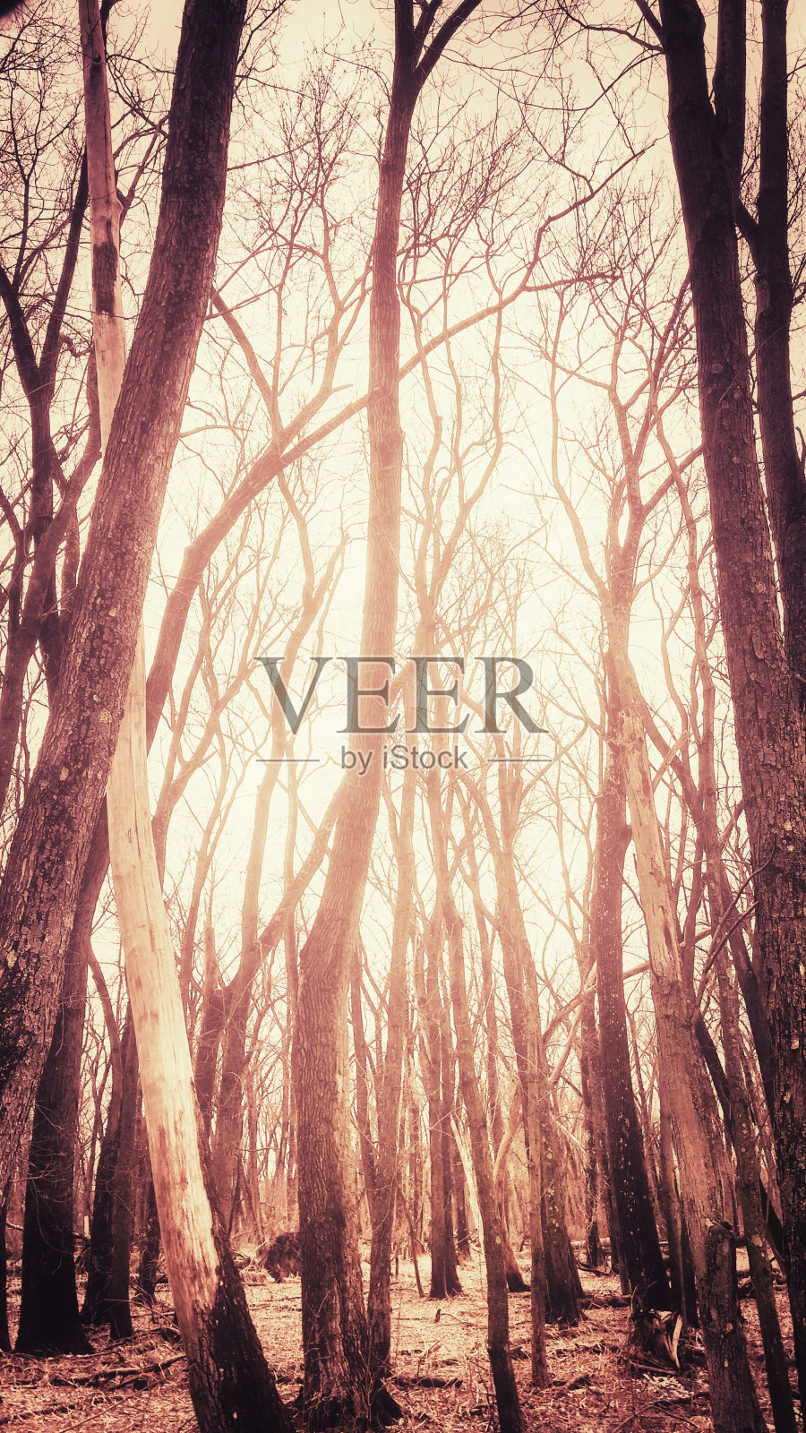 宁静的背光春天贫瘠的森林树木复制空间照片摄影图片