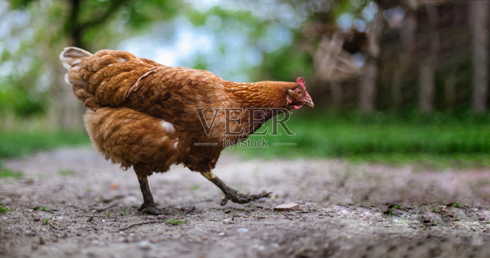 寻找食物的母鸡照片摄影图片