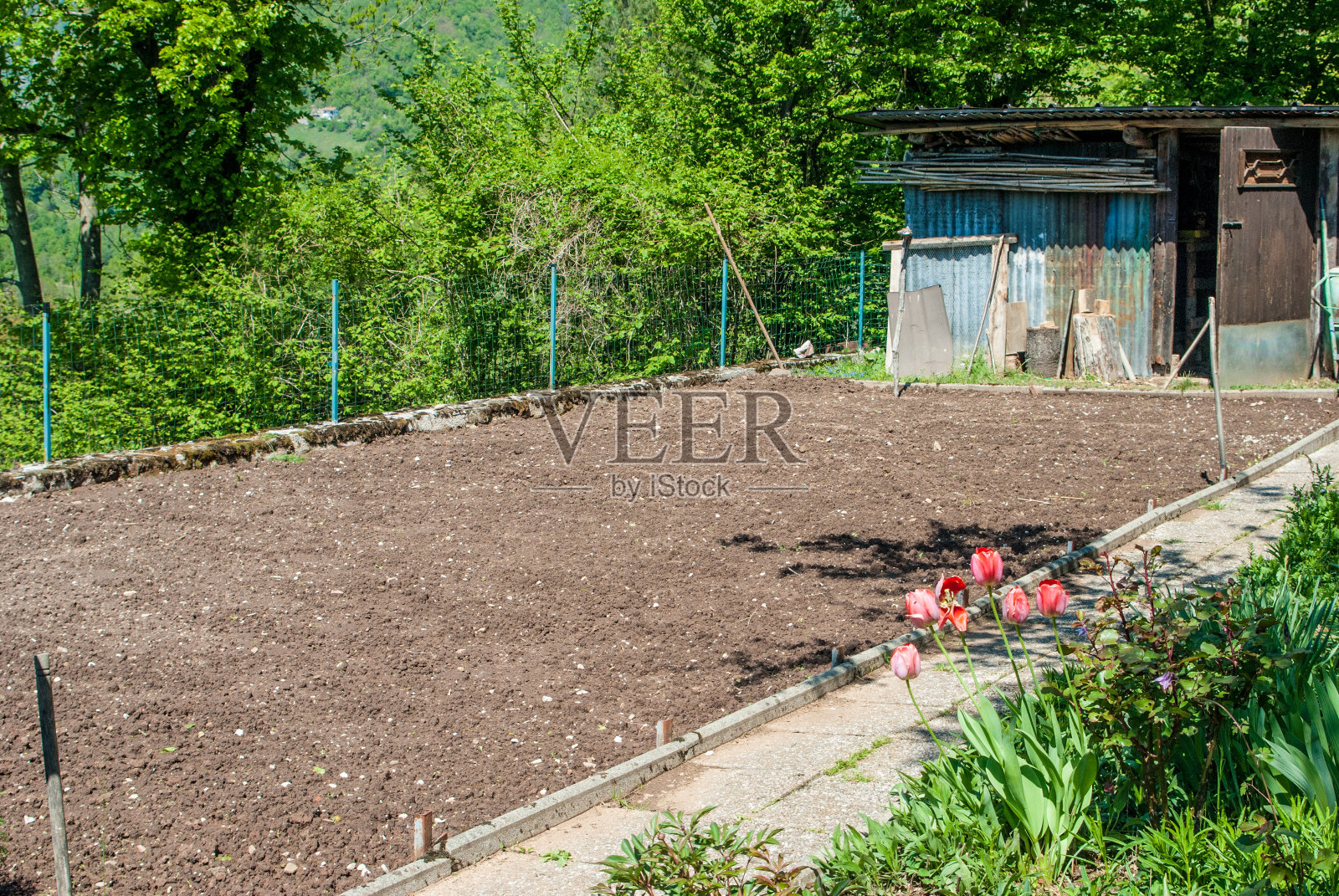 在菜园里用耙子准备凸起的花园床照片摄影图片