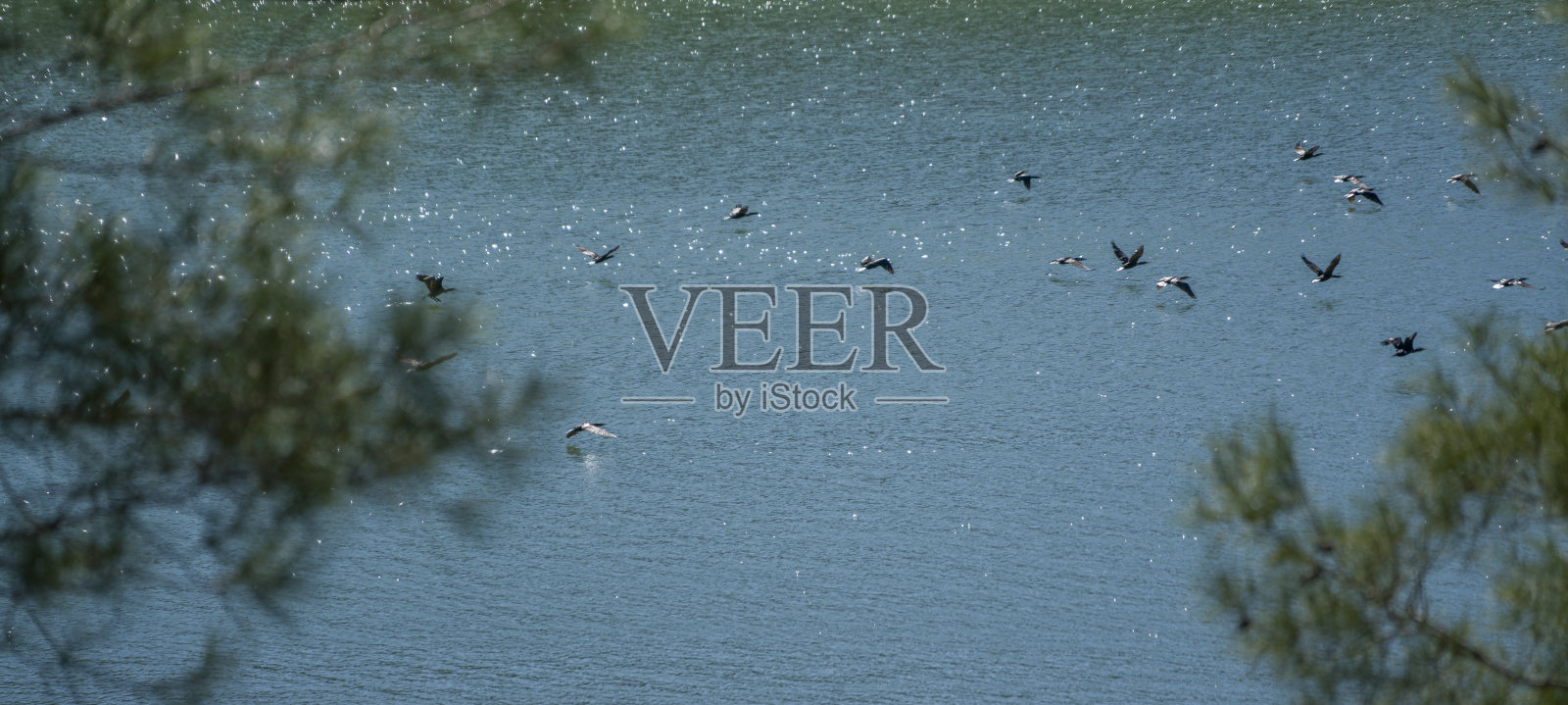 飞行簇绒鸭照片摄影图片