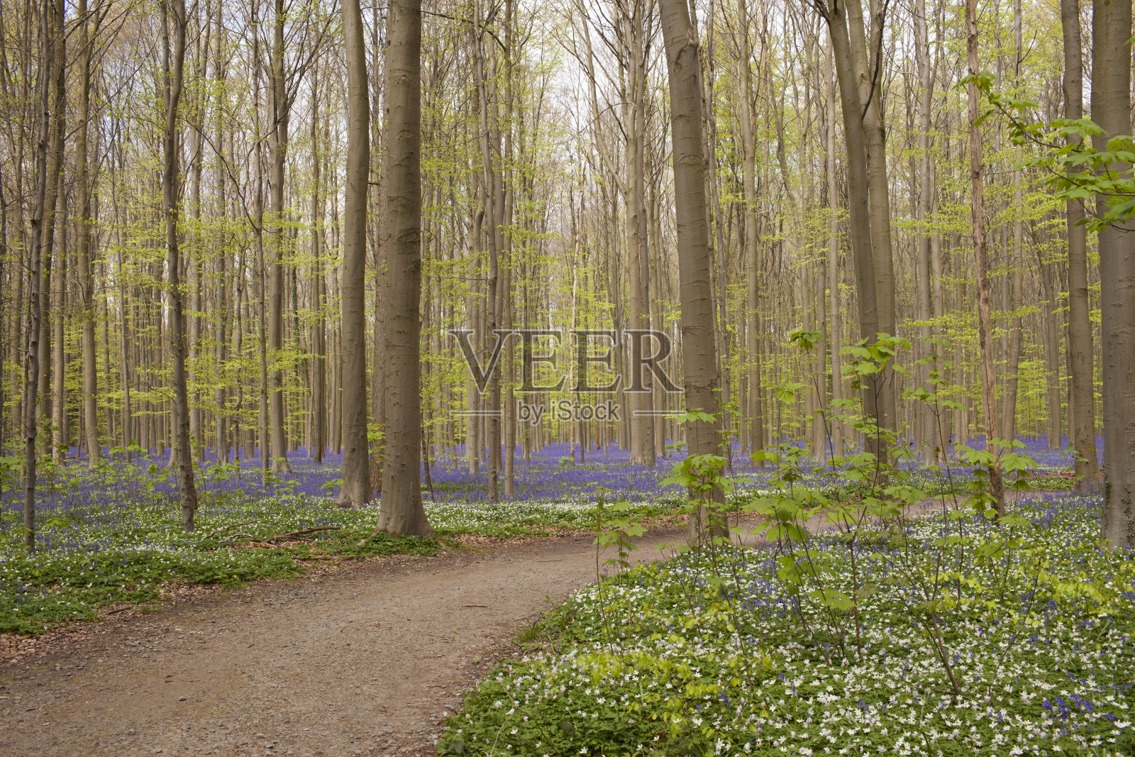 比利时哈勒森林的紫蓝色风铃草照片摄影图片