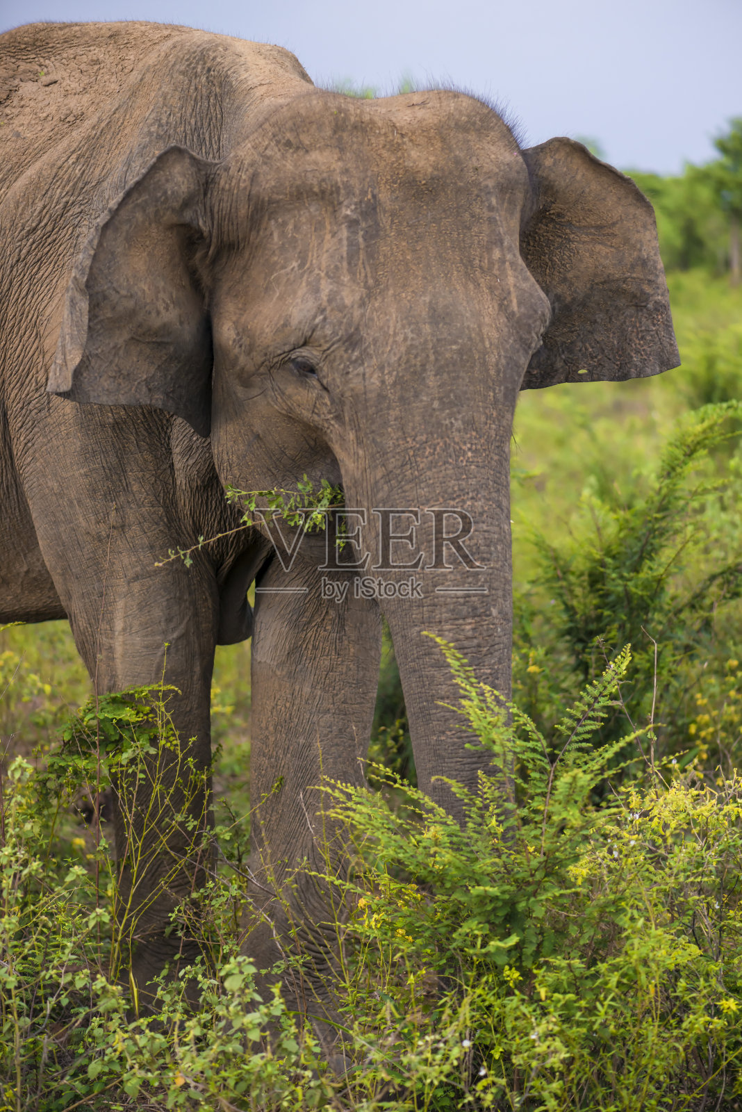大象吃草照片摄影图片