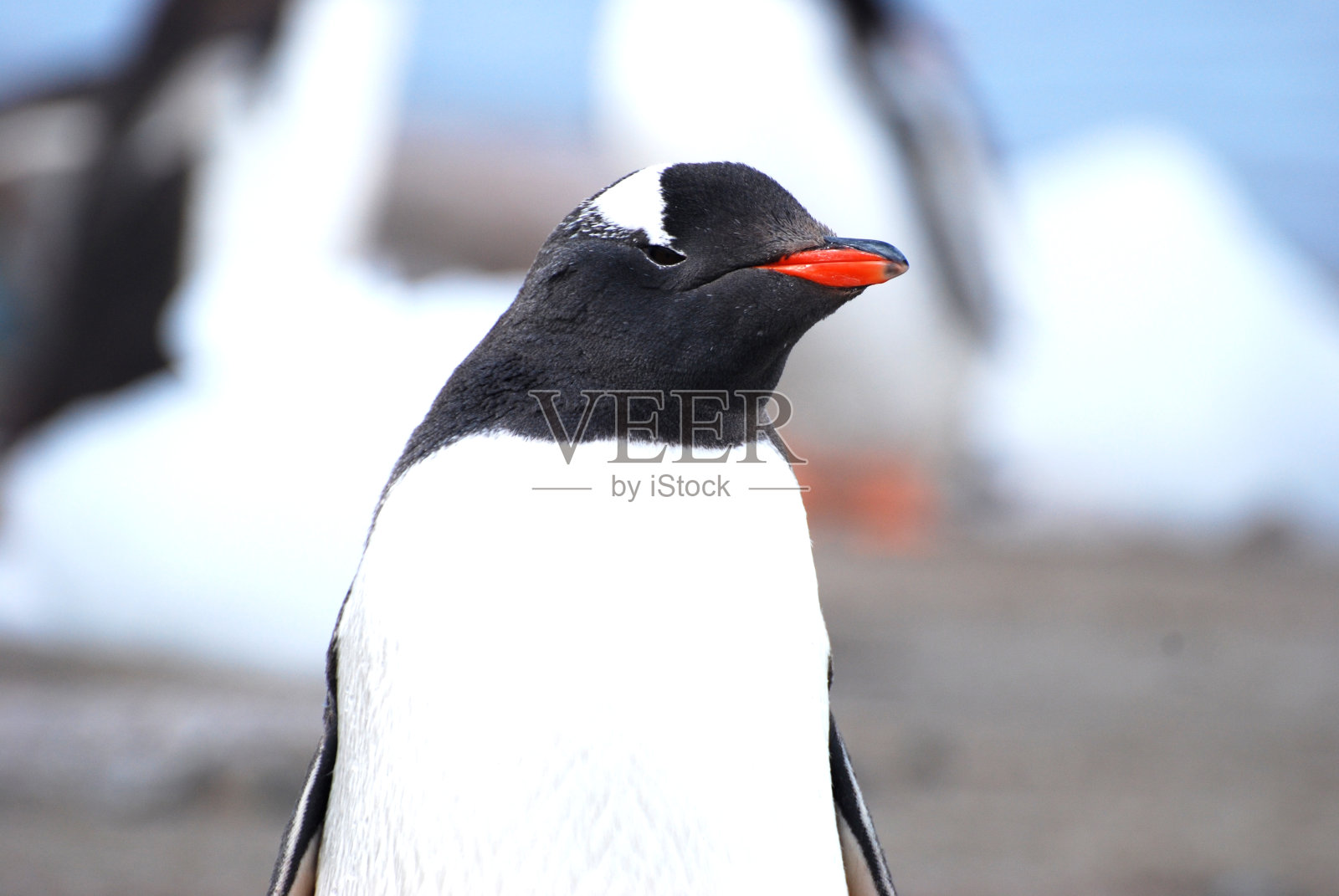 南极的企鹅照片摄影图片