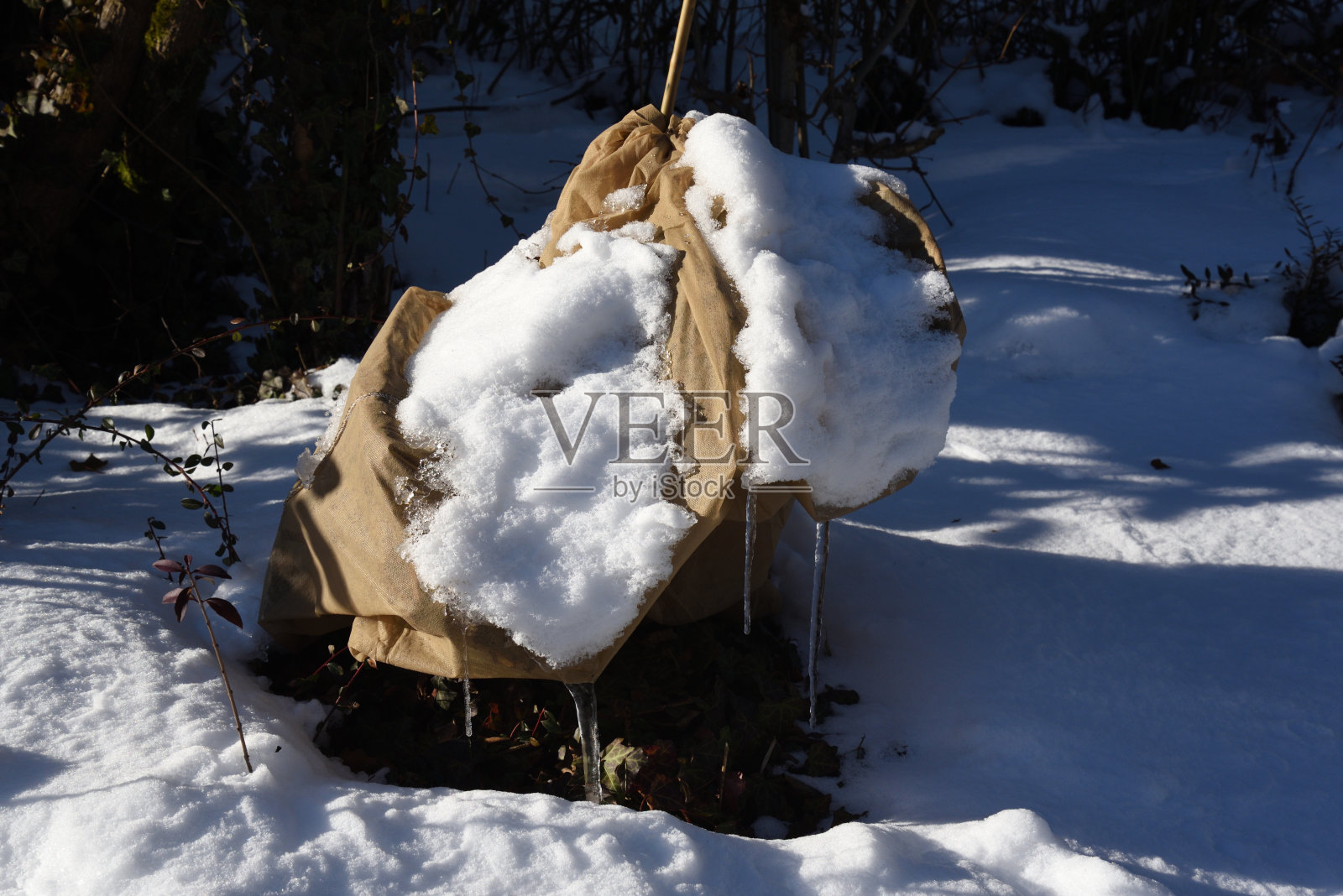 受保护的玫瑰花照片摄影图片