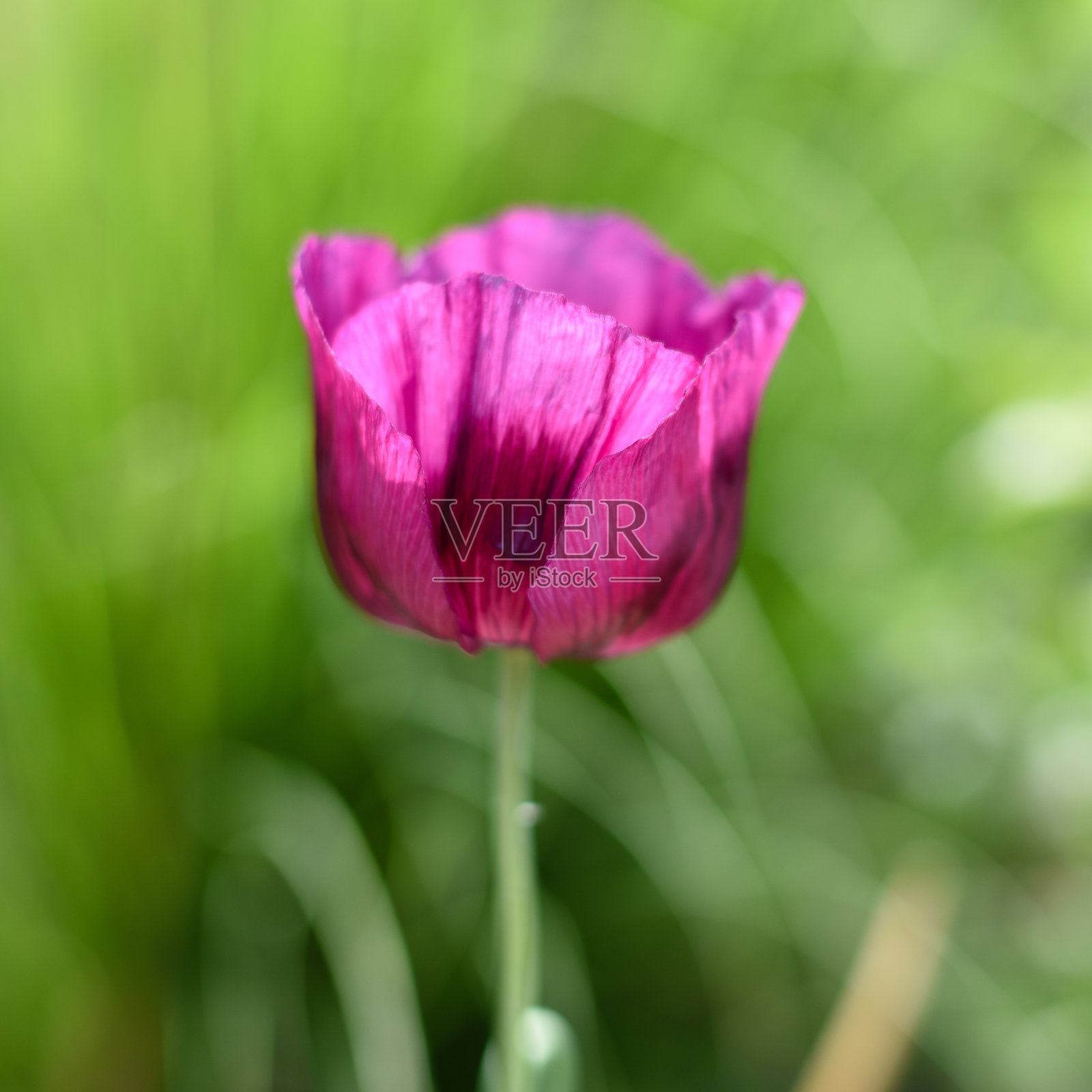 罂粟花照片摄影图片