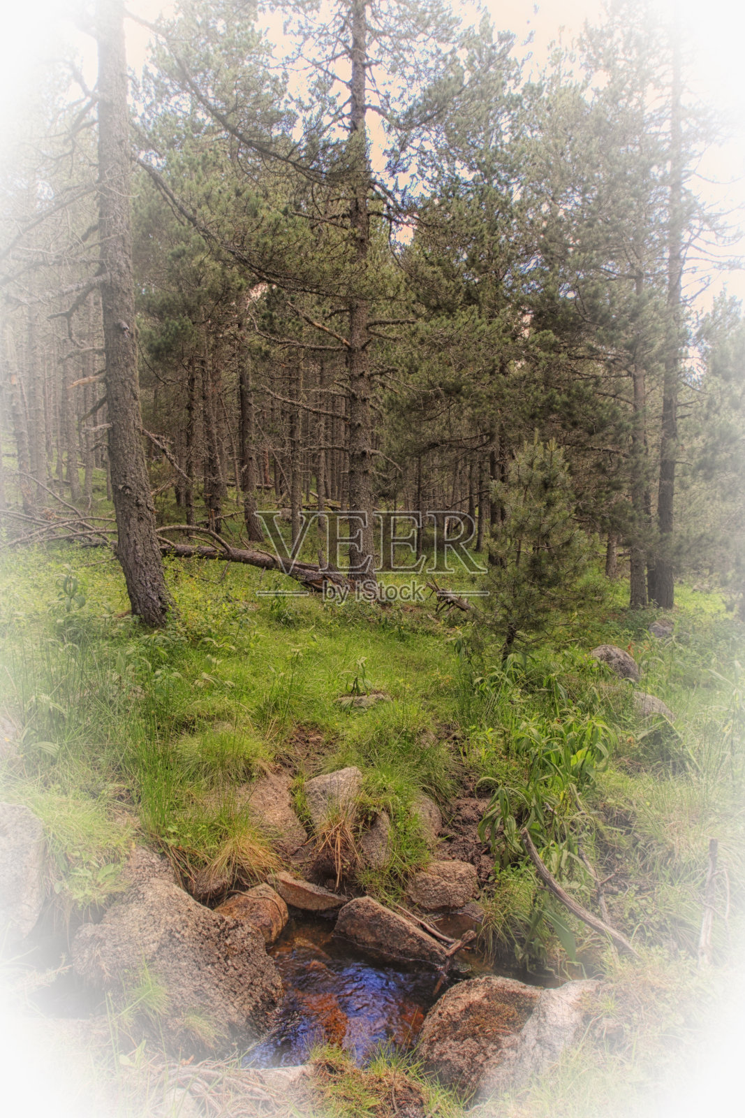 森林照片摄影图片