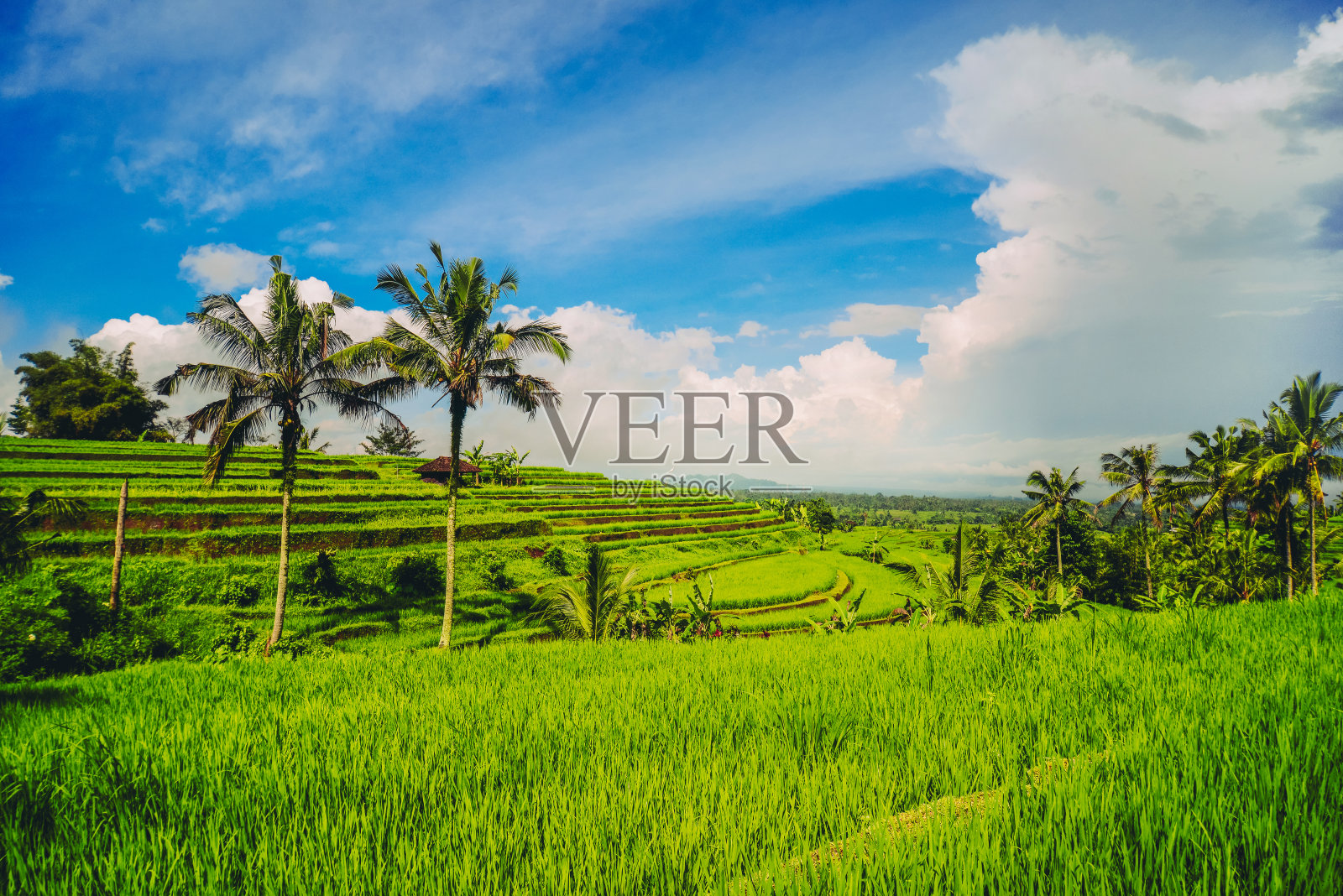 晨曦时分的稻田照片摄影图片