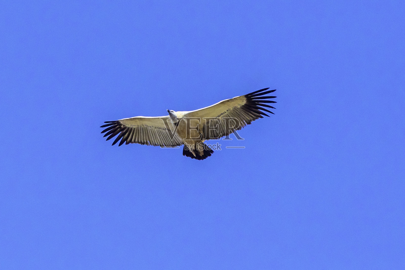 南非秃鹫照片摄影图片