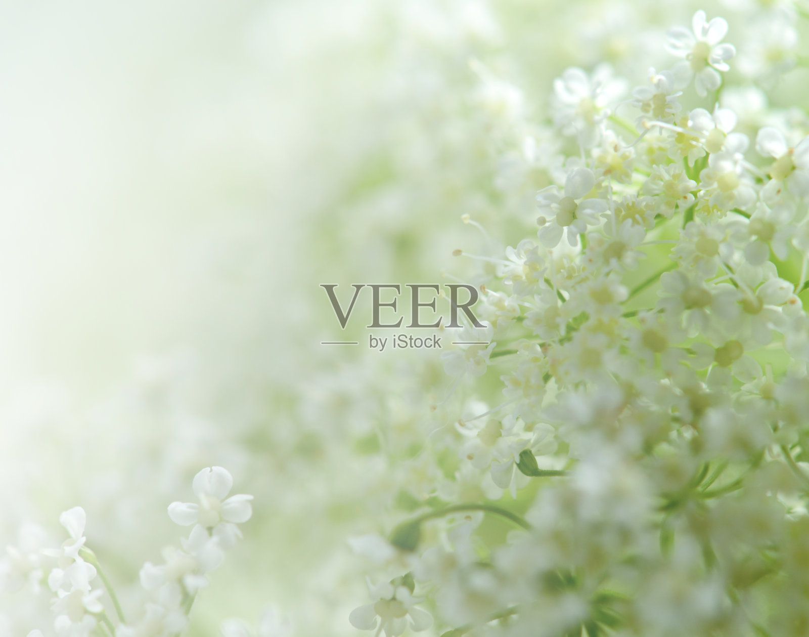 美丽的白色花照片摄影图片