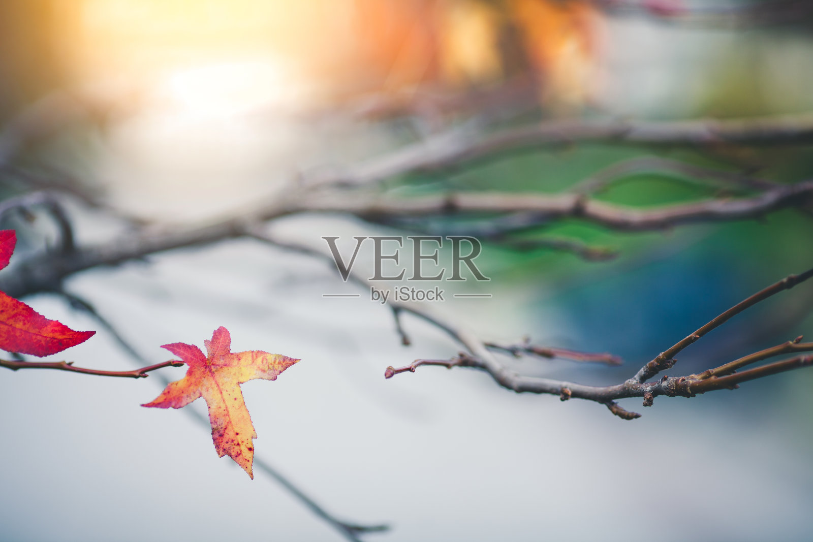 秋天彩色的枫叶背景照片摄影图片