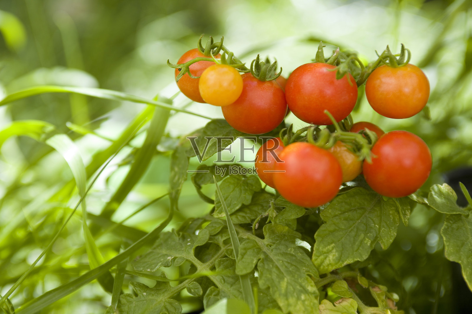 圣女果照片摄影图片