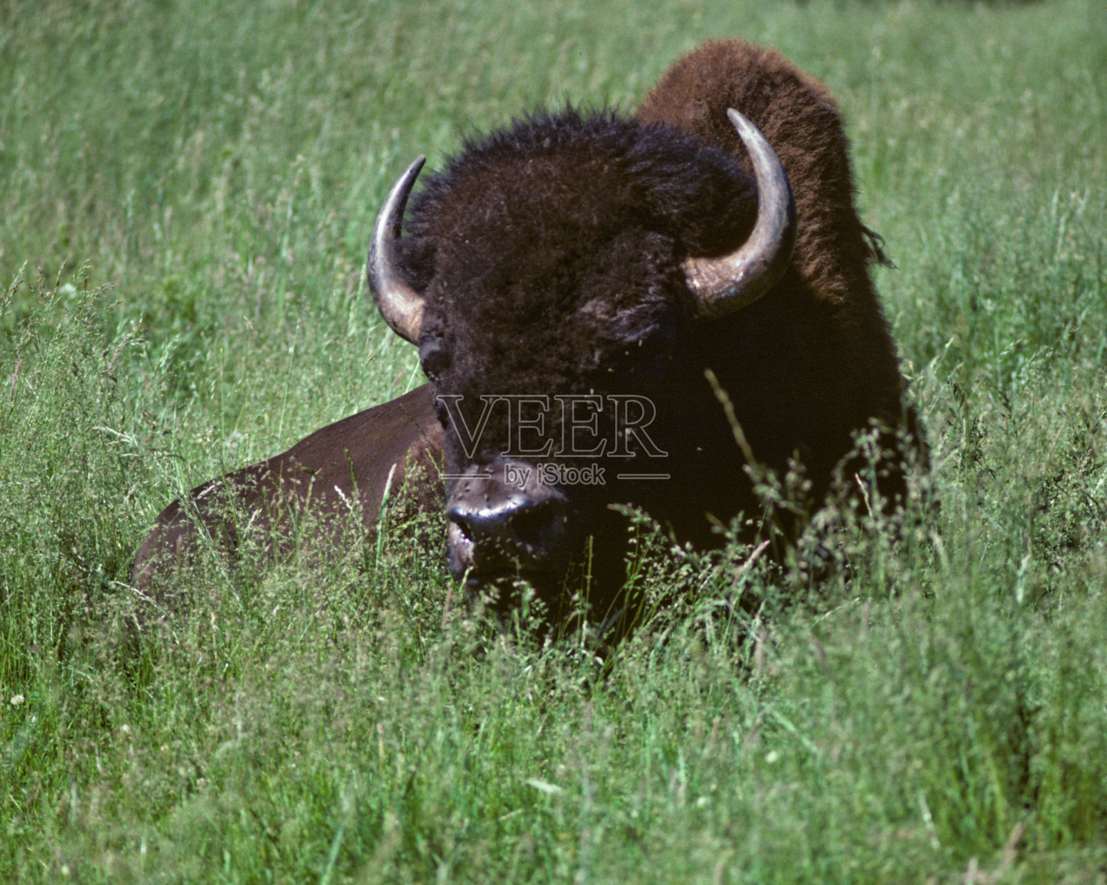 在草地上休息的野牛照片摄影图片