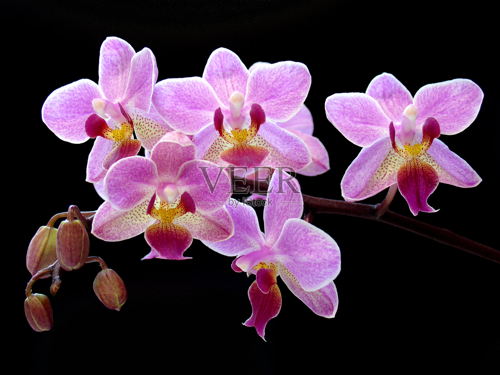 洋红色的蝴蝶兰属兰花照片摄影图片