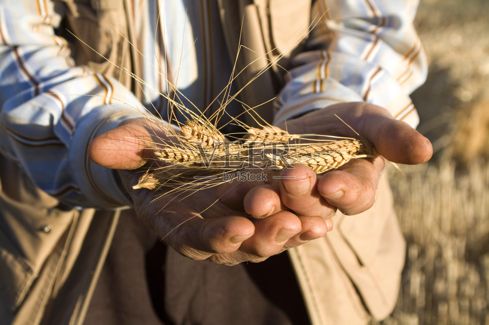 小麦照片摄影图片