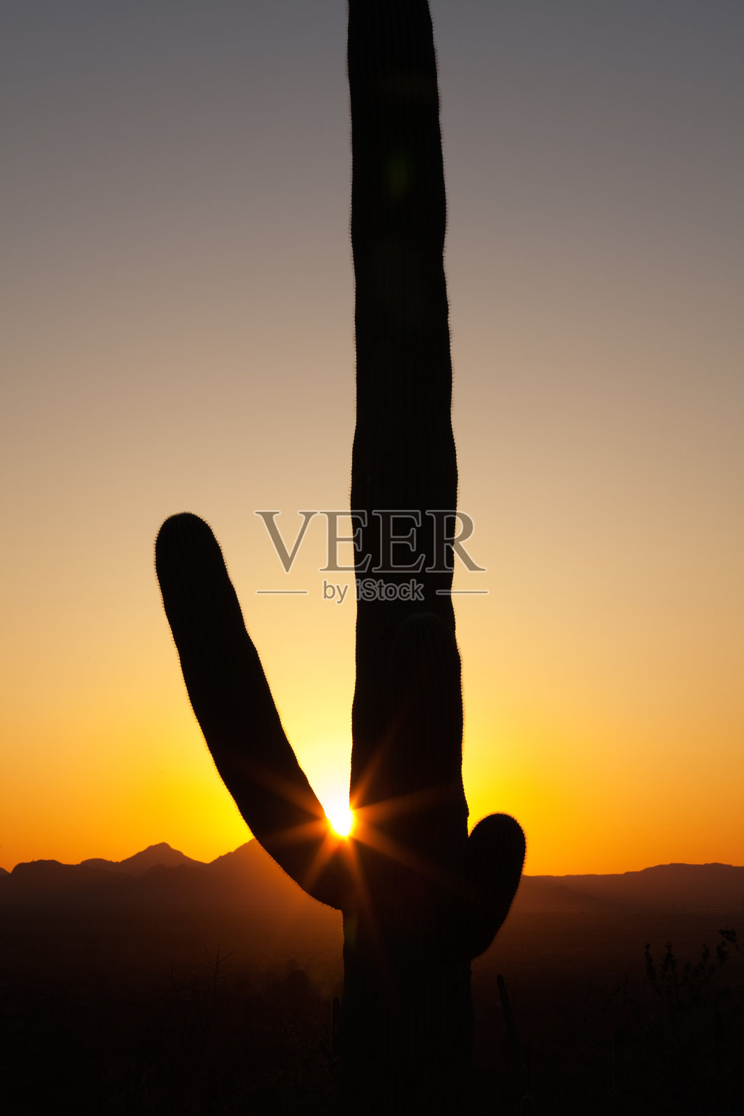 仙人掌日落照片摄影图片