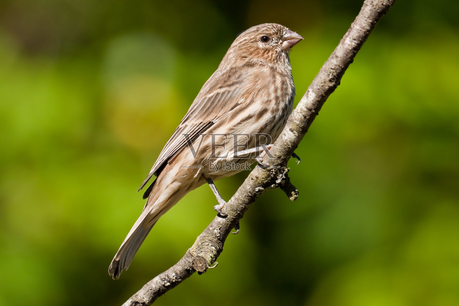 女性的房子雀照片摄影图片