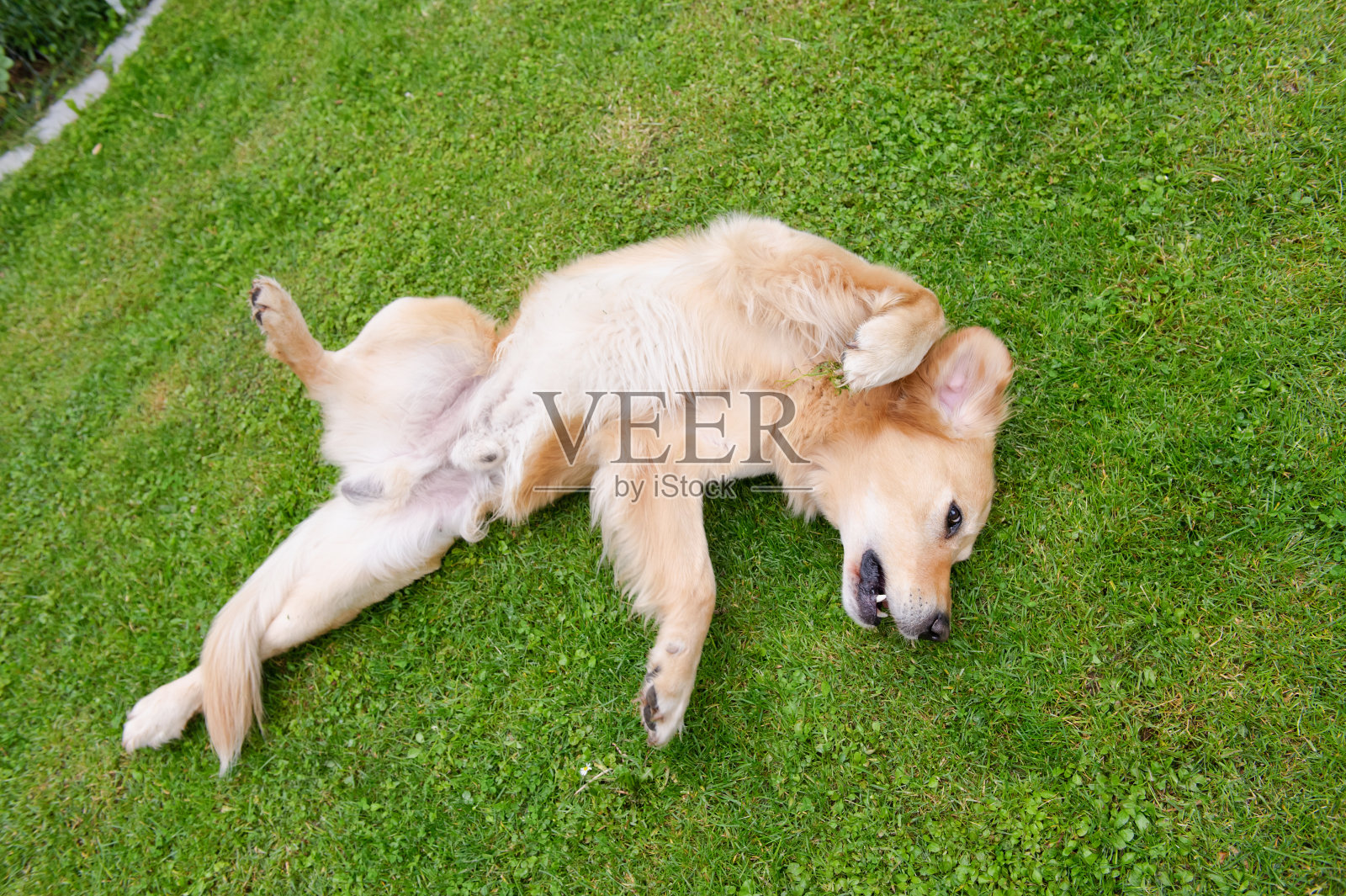 金毛猎犬滚动照片摄影图片