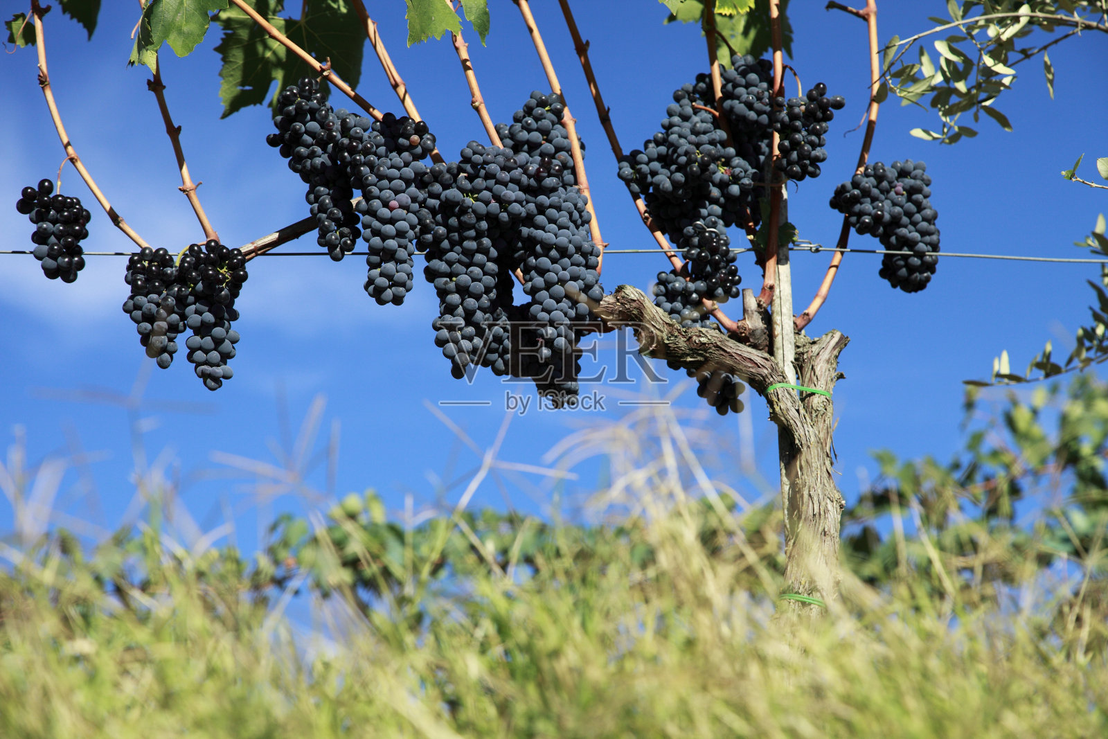 座葡萄园照片摄影图片
