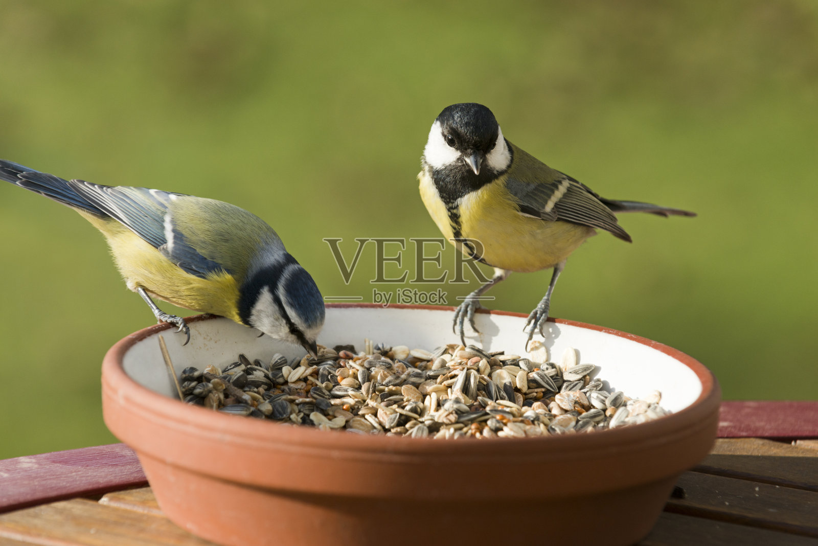 冬天喂鸟照片摄影图片