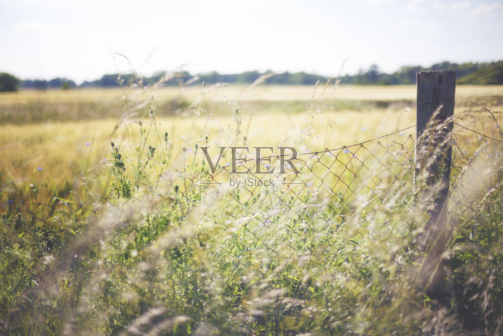 篱笆后面的麦田照片摄影图片