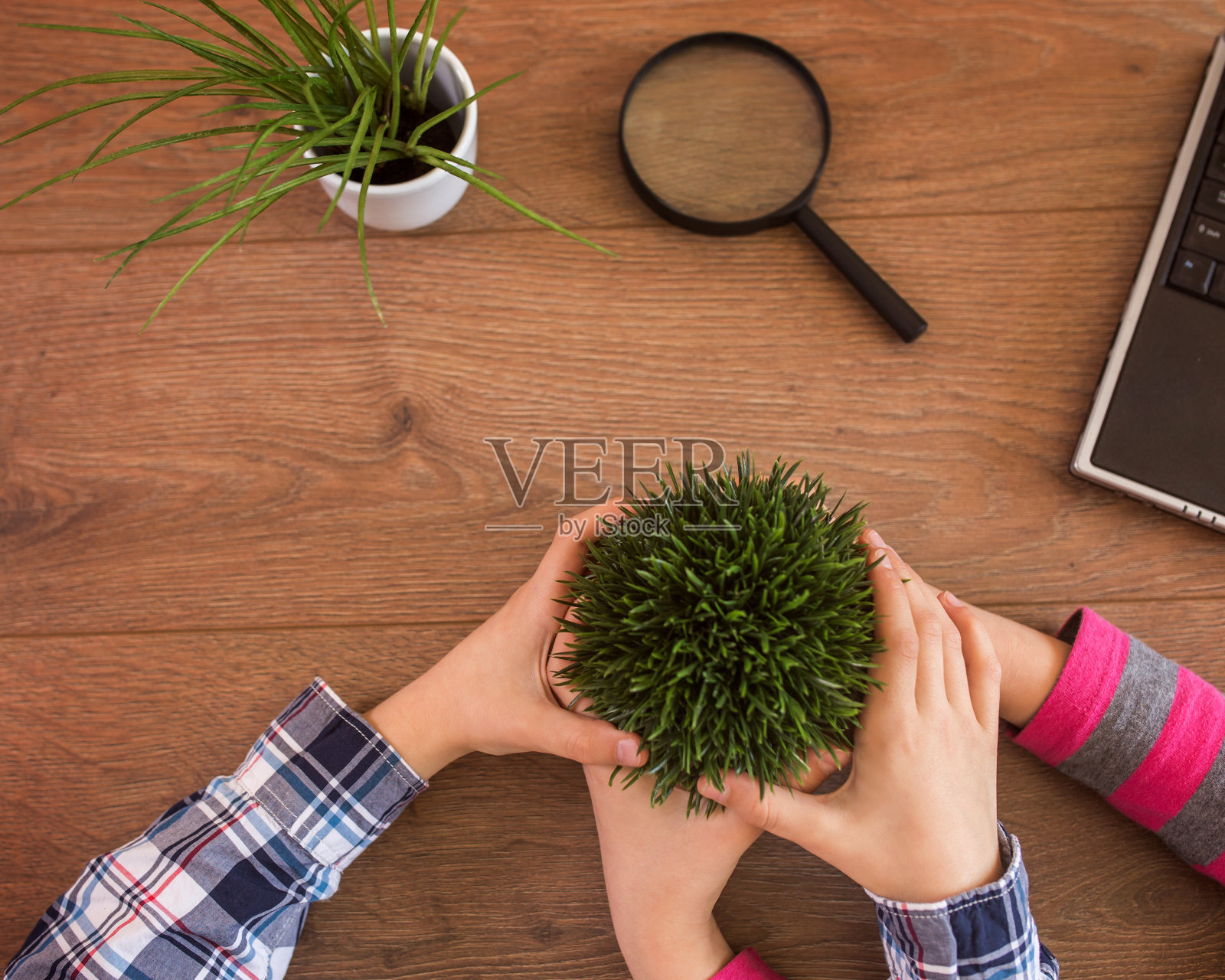 手捧绿色植物照片摄影图片