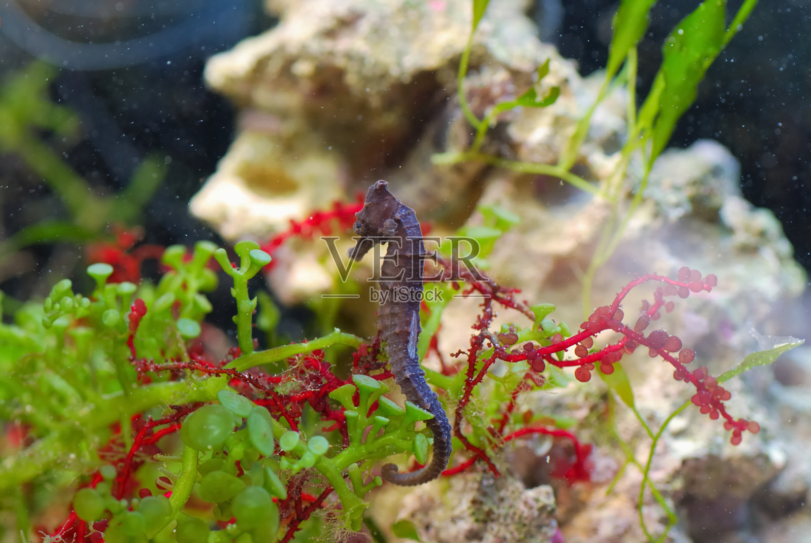 海马照片摄影图片