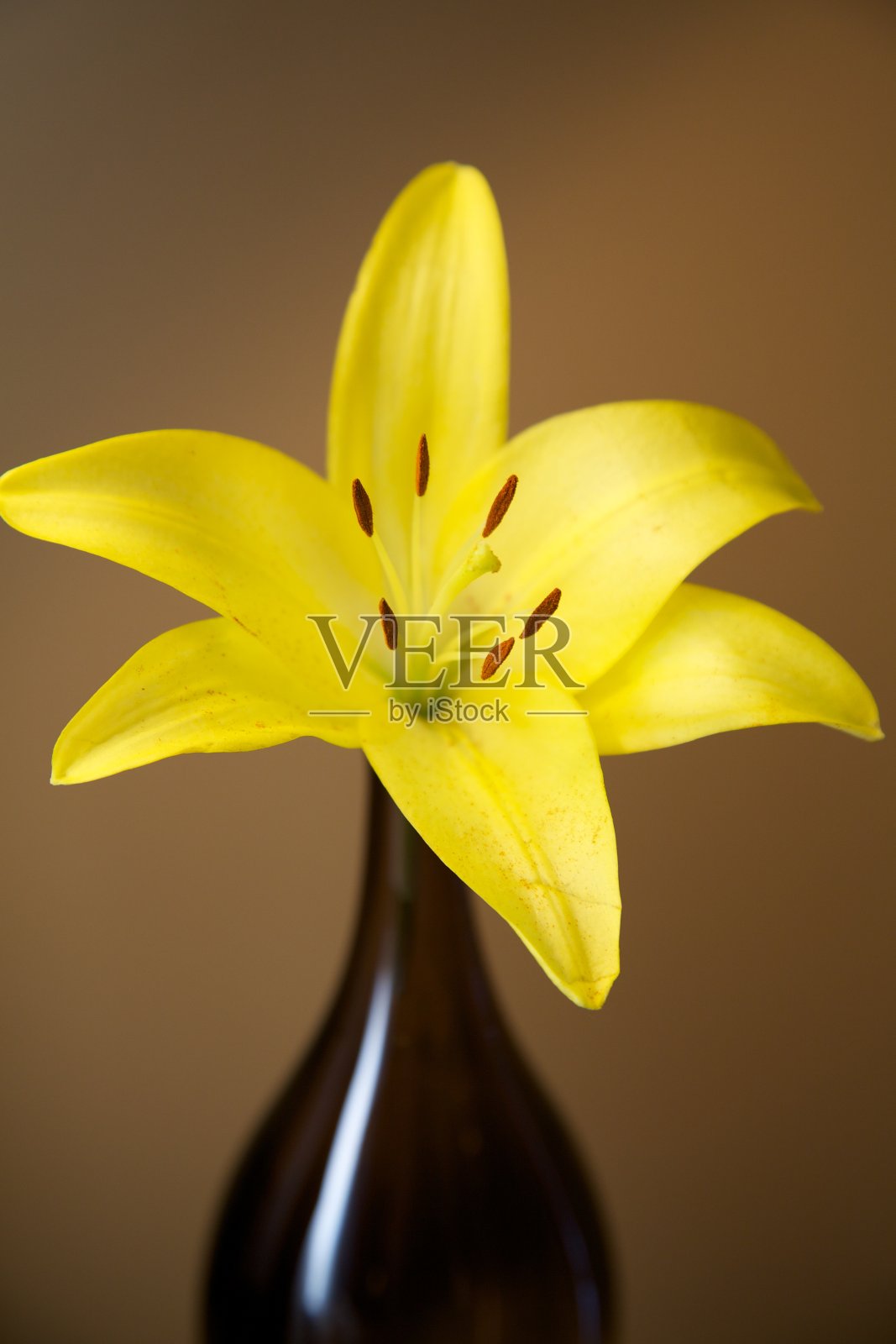 黄色老虎百合照片摄影图片