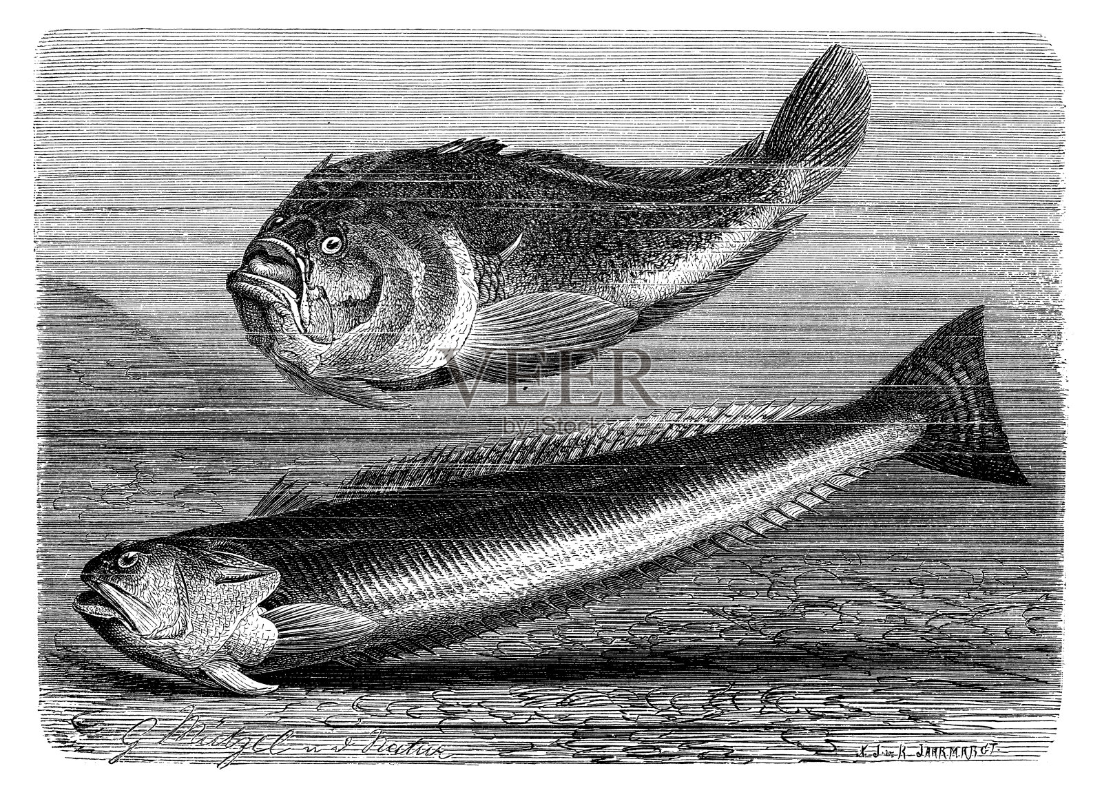 大西洋天文学家和更大的鲈鱼的古董插图插画图片素材