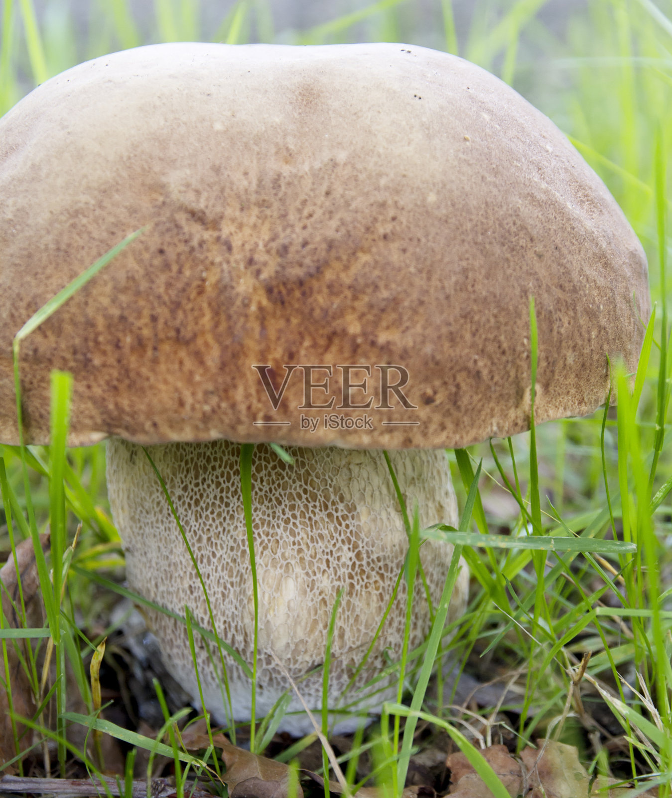 牛肝菌属菌类(b .蕉芋)照片摄影图片